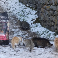 photo de livraison pour Jardin des Chats