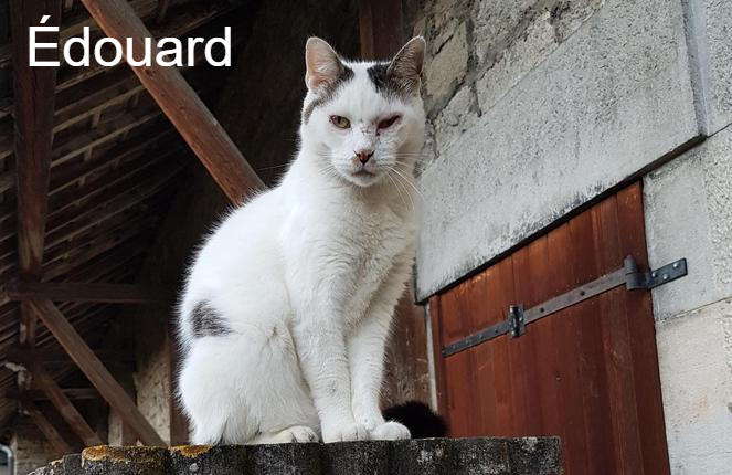 Édouard - Ecole du Chat d’Arbois - Animal Webaction