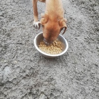 photo de livraison pour Serbian Society for the Protection of Animals - SSPA