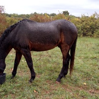 photo de livraison pour Equi-Libre : Droit à la Retraite Equine