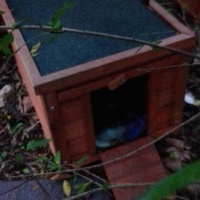 photo de livraison pour Les Chats Libres de la Canterrane