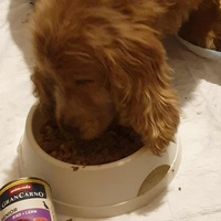 photo de livraison pour AVRAH