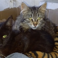 photo de livraison pour Les Pattounes de l'Espoir