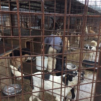 photo de livraison pour Save & Hope for Dogs