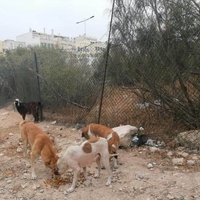 photo de livraison pour 4 Pattes Mogador