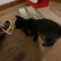 photo de livraison pour Les Chats de Condom 32