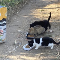 photo de livraison pour Ecole du Chat des Alpilles