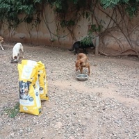 photo de livraison pour Help Adopt Moroccan Animals