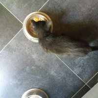 photo de livraison pour Le Souffle de Bastet