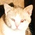 photo animal