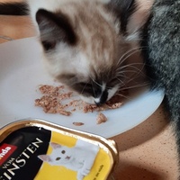 photo de livraison pour Bien vivre avec les Chats Sallélois