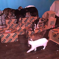 photo de livraison pour Cruzy Cat 34