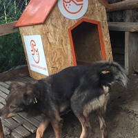 photo de livraison pour Save & Hope for Dogs
