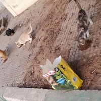 photo de livraison pour Association LE PHÉNIX Pour La Protection Animale Et de l'Environnement
