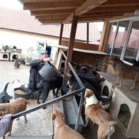 photo de livraison pour Društvo za zaštitu životinja "Bela"