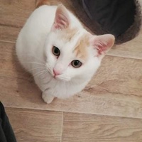 photo de livraison pour Stérilcat 80