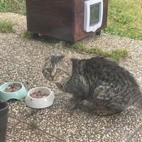 photo de livraison pour Les Chats De QUEAUX