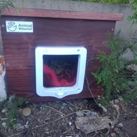 photo de livraison pour Les Chats-Pitresdelavi-Ste