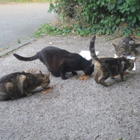 photo de livraison pour Chat Libre de l'Ile du Ramier