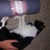 photo animal