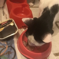 photo de livraison pour Chats-sos