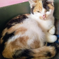 photo de livraison pour Les Chats de la Rue