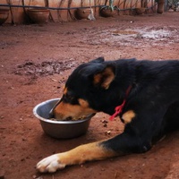 photo de livraison pour Help Adopt Moroccan Animals