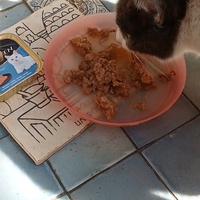 photo de livraison pour Leschatsmartinois
