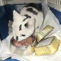 photo de livraison pour Amis de Myrtille