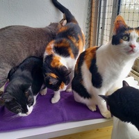 photo de livraison pour Les Pattounes de l'Espoir