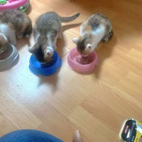 photo de livraison pour Les Pattes de l'Espoir 