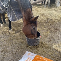 photo de livraison pour Espoir au Galop