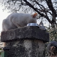 photo de livraison pour Cat Miaou