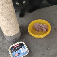 photo de livraison pour Chat Suffit a.sb.l.