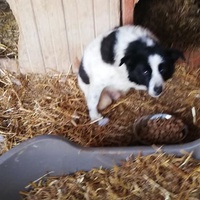 photo de livraison pour Sammelstelle für Tiere in Not e.V.
