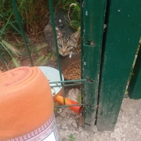 photo de livraison pour Les Chats-Pitresdelavi-Ste