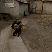 photo de livraison pour Association for the protection of animals "BAK"