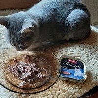 photo de livraison pour Bien vivre avec les Chats Sallélois