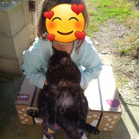 photo de livraison pour Les Chats Libres de Montfrin