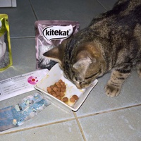 photo de livraison pour Les Chats de la Rue