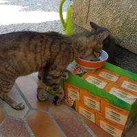 photo de livraison pour Chats en Liberté