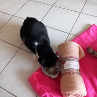 photo de livraison pour Chiens, Chats et Cie