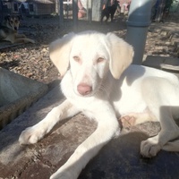 photo de livraison pour Europe4strays