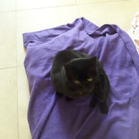 photo de livraison pour Les Amis de Michouette