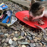 photo de livraison pour Les chats de chez nous