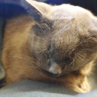 photo de livraison pour Chat L'Heureux Chat l'Ange et Cie