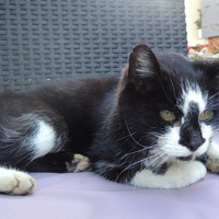 photo de livraison pour ANIMAL ATTITUDE
