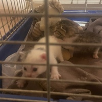 photo de livraison pour Les Chats de la Rue