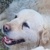 photo animal
