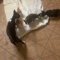 photo de livraison pour Association des Chats Camarguais
